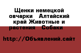 Щенки немецкой овчарки - Алтайский край Животные и растения » Собаки   